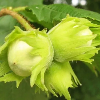 Фундук КАТАЛОНСКИЙ — описание сорта Фундук КАТАЛОНСКИЙ в Москве