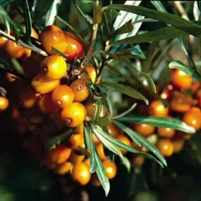 Облепиха ДАР КАЗАКОВУ — описание сорта Облепиха ДАР КАЗАКОВУ в Москве