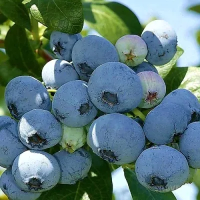 Голубика НУИ — описание сорта Голубика НУИ в Москве