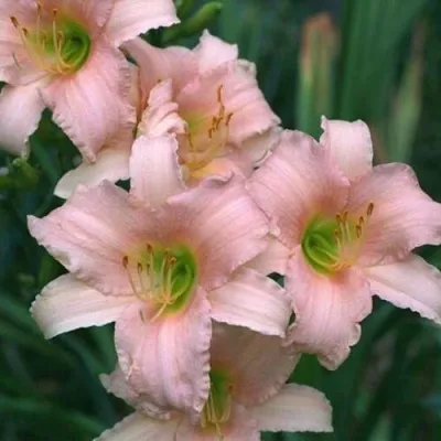 Лилейник ЛАКШЕРИ ЛЕЙС гибридный — описание сорта Лилейник ЛАКШЕРИ ЛЕЙС гибридный в Москве