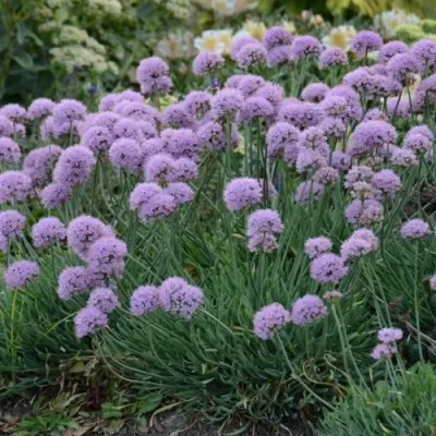 Лук ЛИЗА БЛЮ стареющий — описание сорта Лук ЛИЗА БЛЮ стареющий в Москве