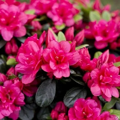 Азалия КАНЗОНЕТТА японская  Азалия КАНЗОНЕТТА японская в Москве