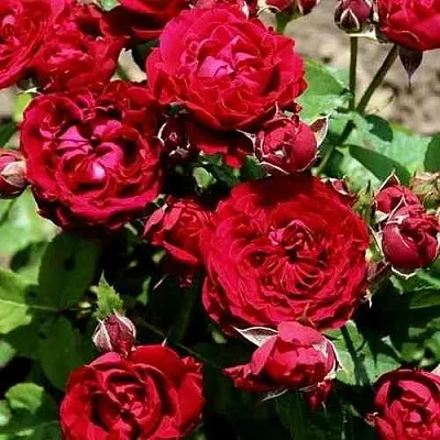 Саженцы роз ТАМАНГО спрей  Саженцы роз ТАМАНГО спрей в Москве