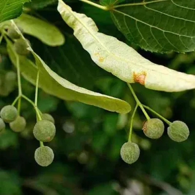 Липа сердцевидная — описание сорта Липа сердцевидная в Москве