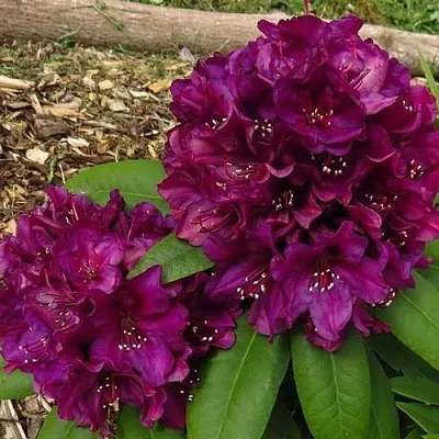 Рододендрон ПОЛАРНАХТ  Рододендрон ПОЛАРНАХТ в Москве