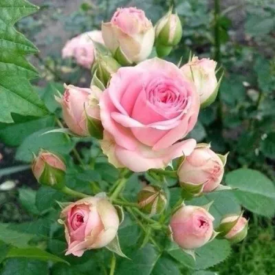 Саженцы роз МИМИ ЭДЕН спрей в Москве