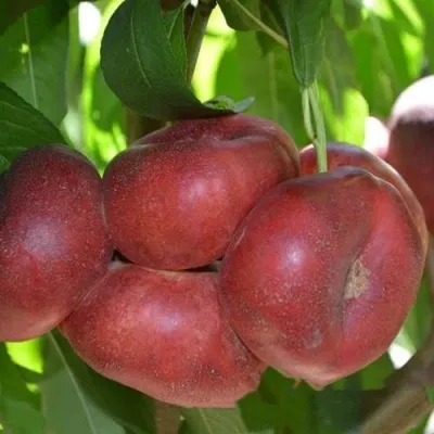 Нектарин КОНЦЕТТИНА — описание сорта Нектарин КОНЦЕТТИНА в Москве