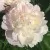 Пион ШИРЛИ ТЕМПЛ травянистый — описание сорта Пион ШИРЛИ ТЕМПЛ травянистый в Москве
