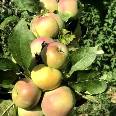 Яблоня ПРИОКСКОЕ колонновидная в Москве