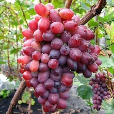 Виноград КРАСОТКА — описание сорта Виноград КРАСОТКА в Москве