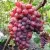 Виноград КРАСОТКА — описание сорта Виноград КРАСОТКА в Москве