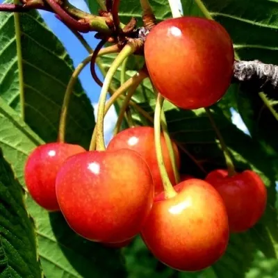 Черешня ФАТЕЖ в Москве