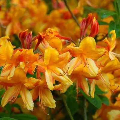 Азалия ОРАНЖ ХИТ листопадная — описание сорта Азалия ОРАНЖ ХИТ листопадная в Москве