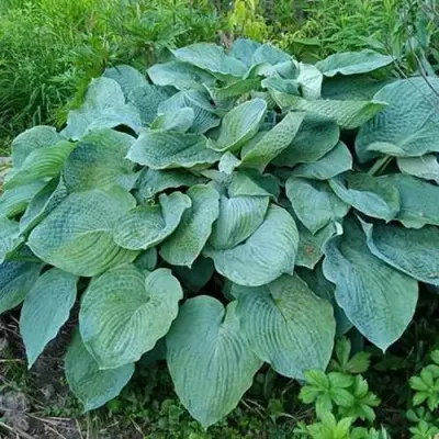 Хоста ЭЛЕГАНС Зибольда в Москве