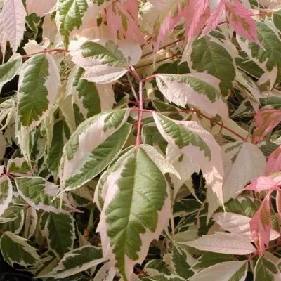 Клен ФЛАМИНГО ясенелистный — описание сорта Клен ФЛАМИНГО ясенелистный в Москве