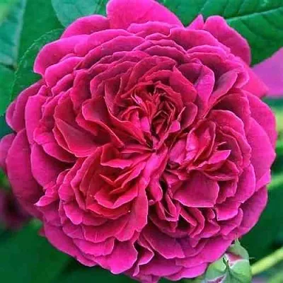 Саженцы роз ВИЛЬЯМ ШЕКСПИР английская  Саженцы роз ВИЛЬЯМ ШЕКСПИР английская в Москве