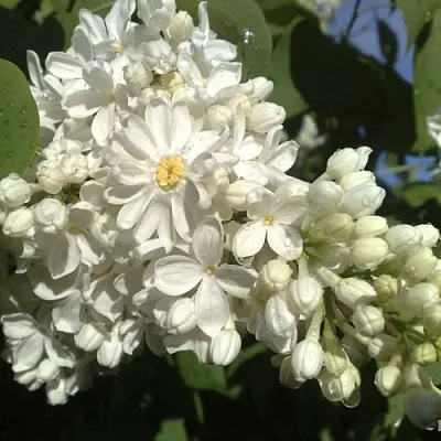 Сирень РОЧЕСТЕР  Сирень РОЧЕСТЕР в Москве