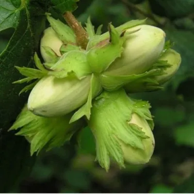 Фундук ТАМБОВСКИЙ ПОЗДНИЙ — описание сорта Фундук ТАМБОВСКИЙ ПОЗДНИЙ в Москве