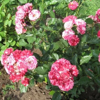 Саженцы роз АРРОУ ФОЛИЕС спрей в Москве