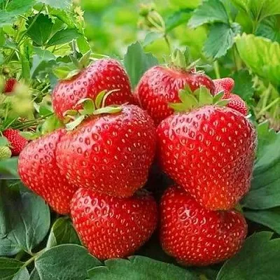 Клубника КИМБЕРЛИ  Клубника КИМБЕРЛИ в Москве