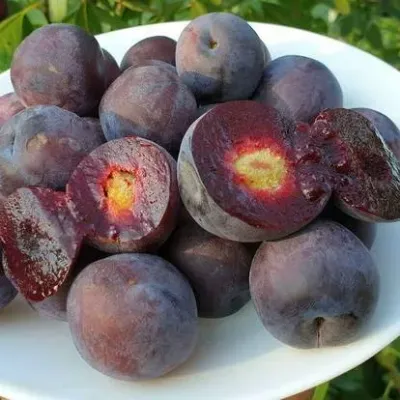 Сливово-вишневый гибрид МЕЙНОР — описание сорта Сливово-вишневый гибрид МЕЙНОР в Москве
