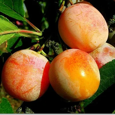 Ранняя в Москве