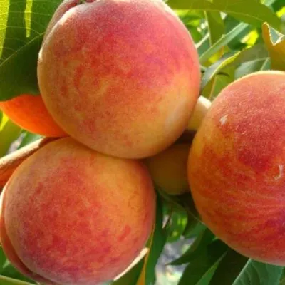 Персик ПОСОЛ МИРА — описание сорта Персик ПОСОЛ МИРА в Москве