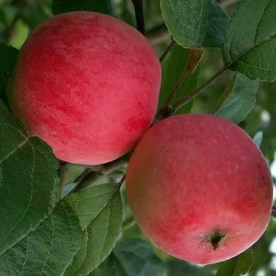 Яблоня СУЙСЛЕПСКОЕ (МАЛИНОВКА)  Яблоня СУЙСЛЕПСКОЕ (МАЛИНОВКА) в Москве