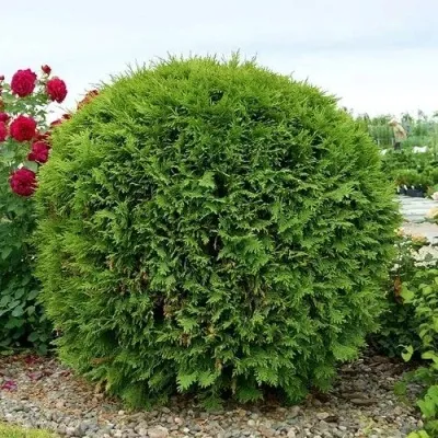 Туя ВУДВАРДИ западная — описание сорта Туя ВУДВАРДИ западная в Москве