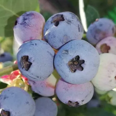 Голубика ХАРРИСОН в Москве