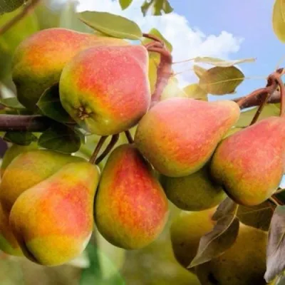 Груша ЗАБАВА — описание сорта Груша ЗАБАВА в Москве