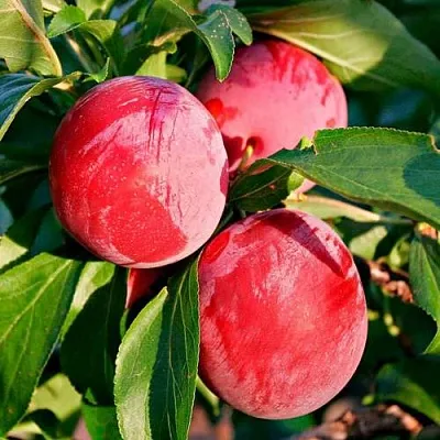 Красная в Москве