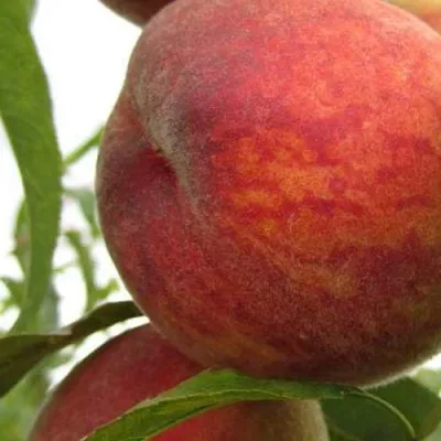 Персик ОСЕННИЙ СЮРПРИЗ — описание сорта Персик ОСЕННИЙ СЮРПРИЗ в Москве