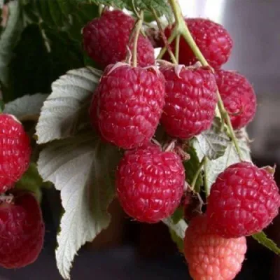 Малина ГЕРАКЛ — описание сорта Малина ГЕРАКЛ в Москве