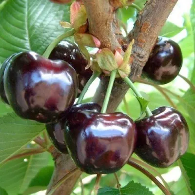 Черешня МУСКАТНАЯ — описание сорта Черешня МУСКАТНАЯ в Москве