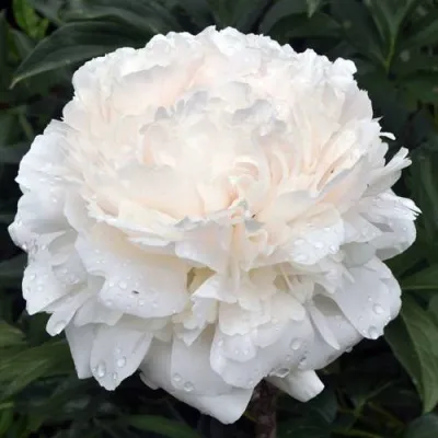 Пион БРАЗЕР ЧАК травянистый — описание сорта Пион БРАЗЕР ЧАК травянистый в Москве