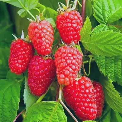 Малина МАРАСТАР — описание сорта Малина МАРАСТАР в Москве