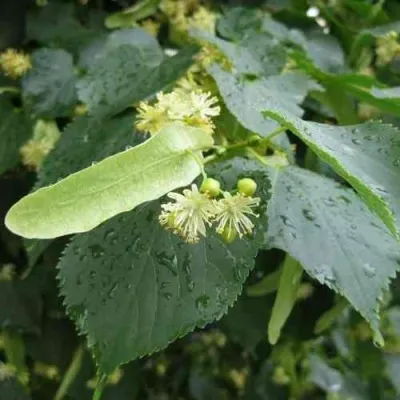 Липа мелколистная — описание сорта Липа мелколистная в Москве