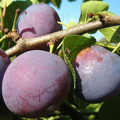 Слива СТАРТОВАЯ — описание сорта Слива СТАРТОВАЯ в Москве