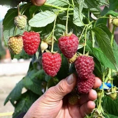 Малина ПОЛЕСЬЕ — описание сорта Малина ПОЛЕСЬЕ в Москве