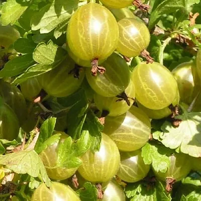 Крыжовник БЕЛОРУССКИЙ САХАРНЫЙ 2 Крыжовник БЕЛОРУССКИЙ САХАРНЫЙ 2