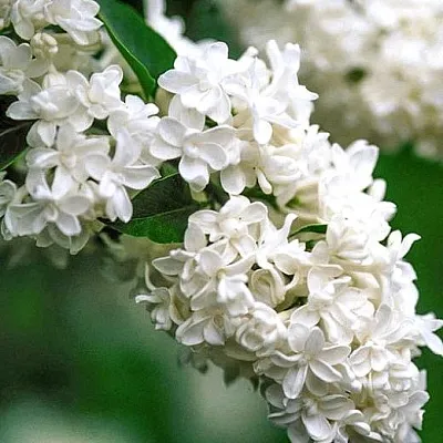 Сирень МАДАМ ЛЕМУАН  Сирень МАДАМ ЛЕМУАН в Москве