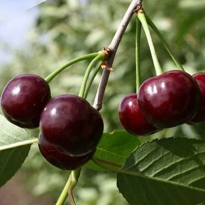 Вишня ЖАДАНА  Вишня ЖАДАНА в Москве