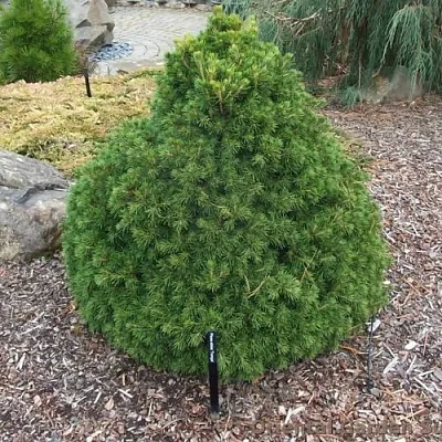 Ель ТОМПА обыкновенная  Ель ТОМПА обыкновенная в Москве