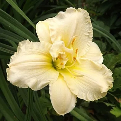 Лилейник ИКЕБАНА СТАР гибридный  Лилейник ИКЕБАНА СТАР гибридный в Москве