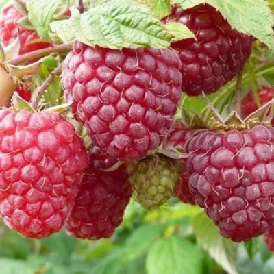 Малина ПОЛЬКА (ПОЛКА) — описание сорта Малина ПОЛЬКА (ПОЛКА) в Москве