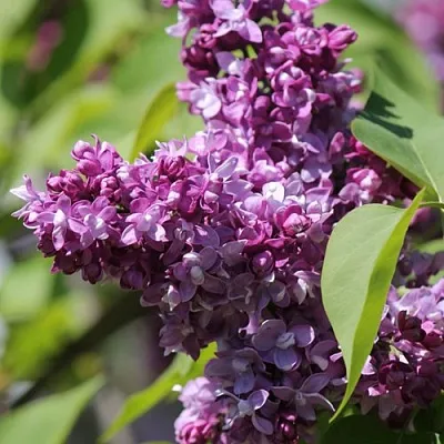 Сирень ИЗОБИЛИЕ в Москве