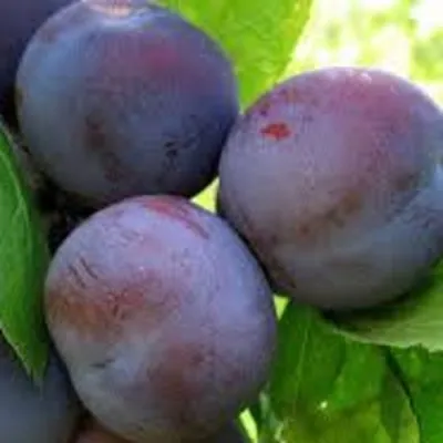 Слива РЕНКЛОД — описание сорта Слива РЕНКЛОД в Москве