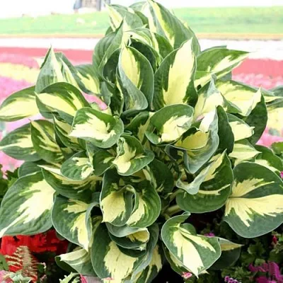 Хоста КОЛОРЕД ХАЛК гибридная  Хоста КОЛОРЕД ХАЛК гибридная в Москве