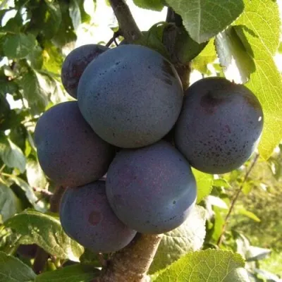 Слива НАГРАДА НЕМАНСКАЯ — описание сорта Слива НАГРАДА НЕМАНСКАЯ в Москве